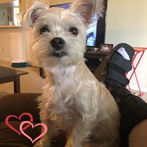 Meet your Posher, Howie